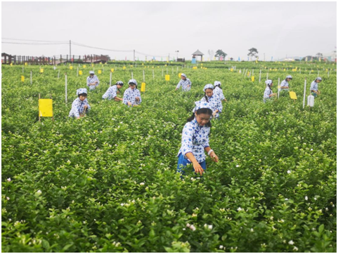 广西横县被授予“世界茉莉花都”称号(图4)