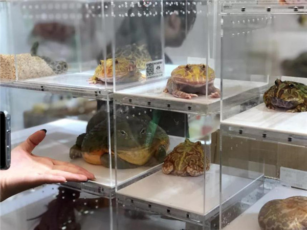 天猫神奇动物正当红 瞄准宠物经济赋能千亿市场(图6)