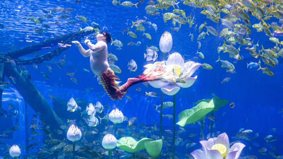 图为胖人鱼“猪鲤”表演剧照。融创海世界 供图 坐拥20亿流量的胖人鱼“猪鲤”首次登陆重庆!亮相重庆融创海世界开启首演(图1)